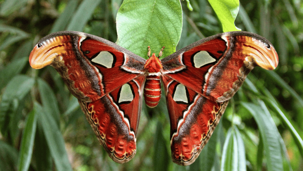 le-butterfly-park