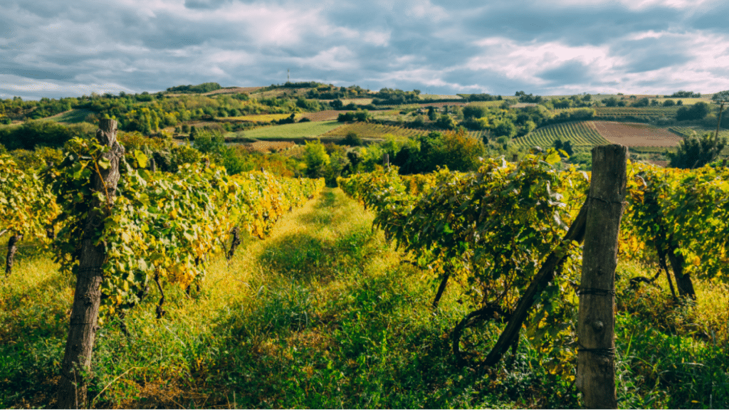 Les vins de la Costa Brava : une tendance chez les cavistes